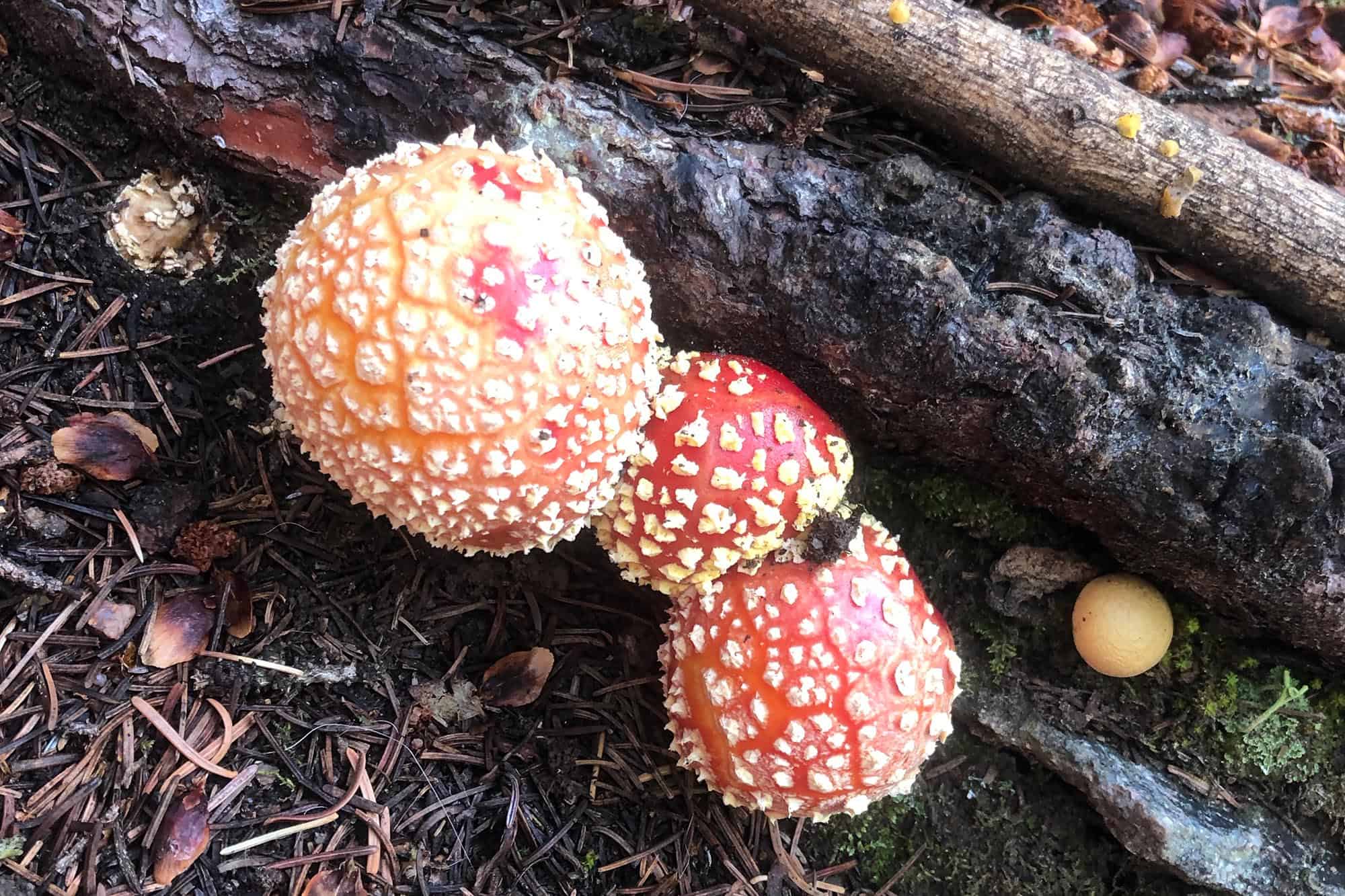 Mushrooms hunting in Vail Colorado
