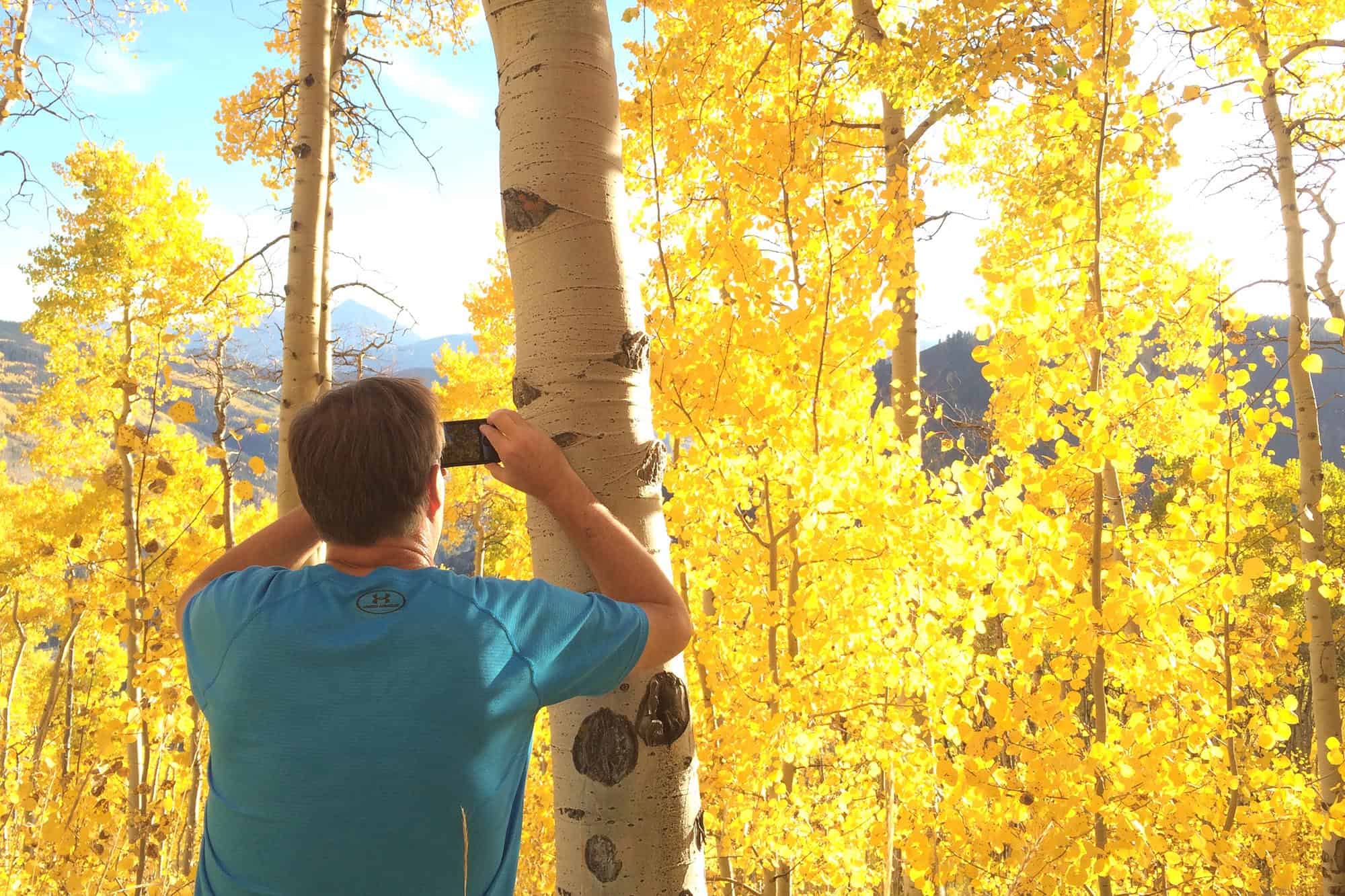 Yellow leaves during fall