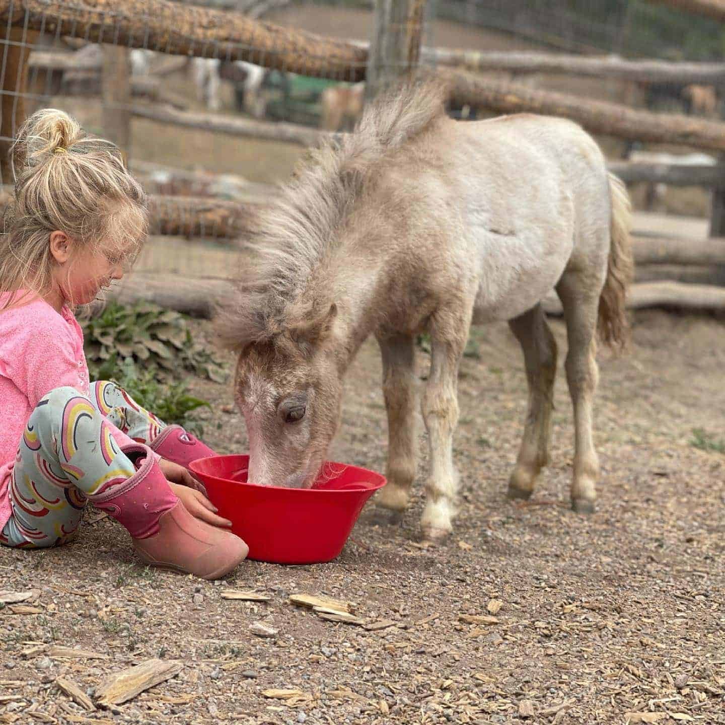 A girl feeding a foal