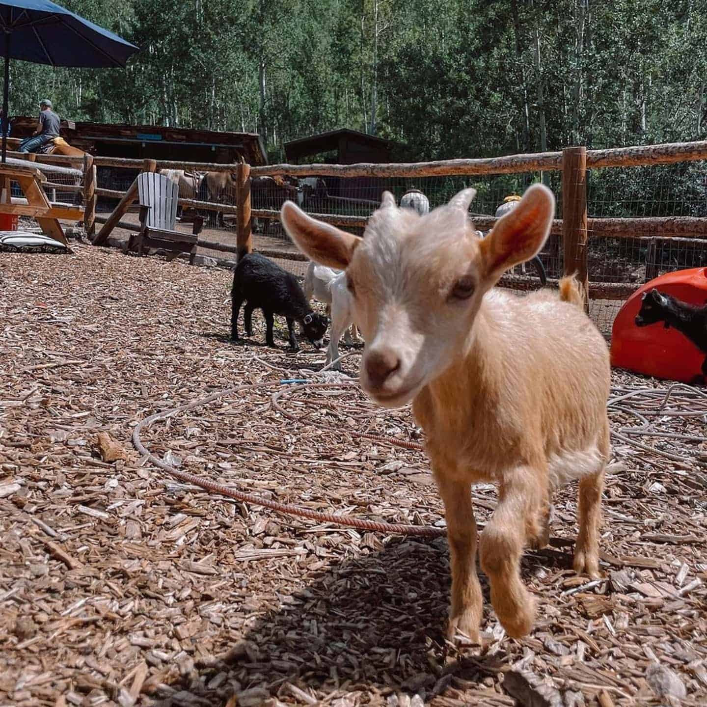 A baby goat walking