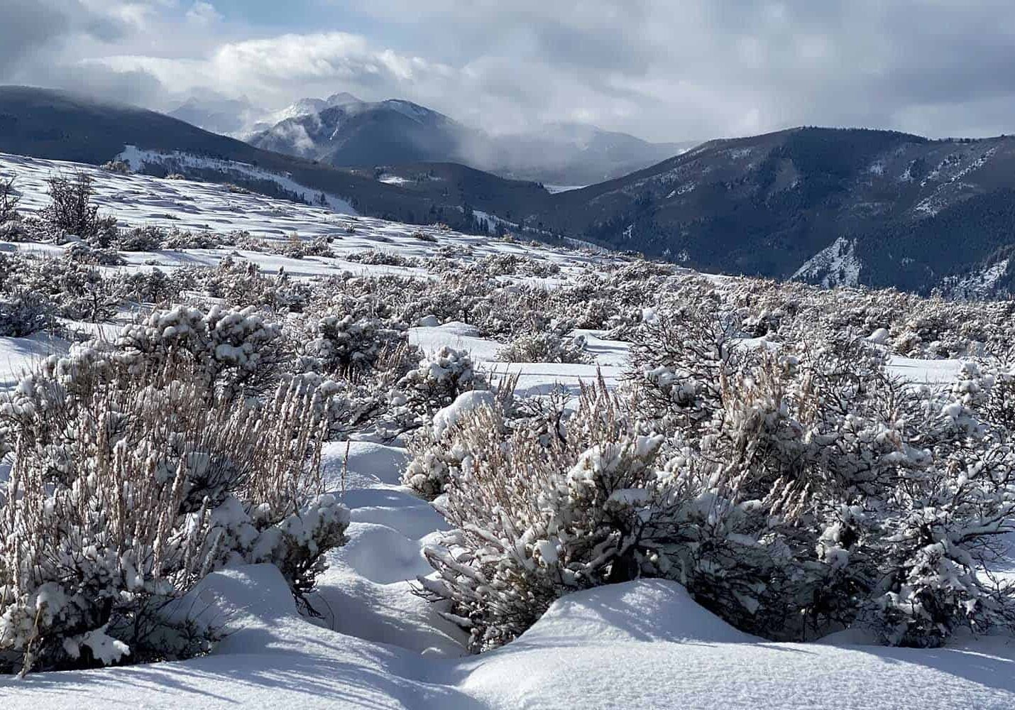Hills covered with snow and plants