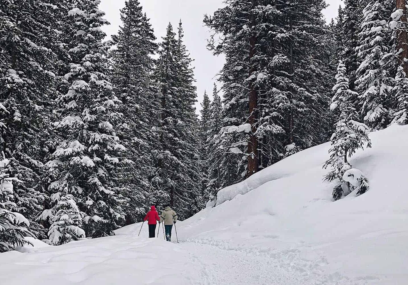 Two people country-skiing in trail surrounded by snow-covered pine trees