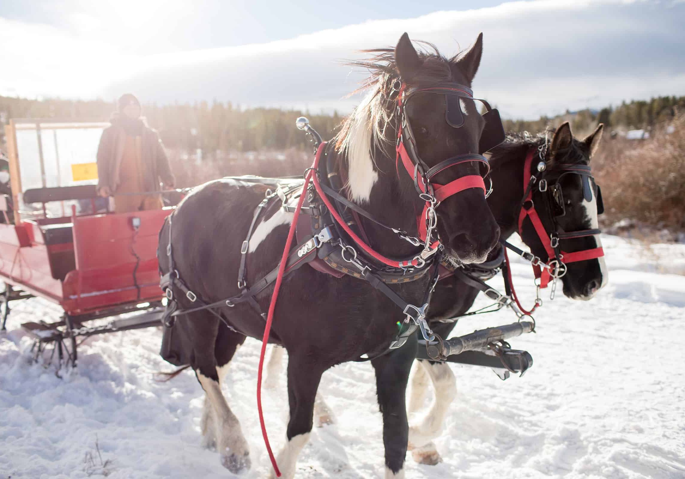 Sleigh Rides Vail