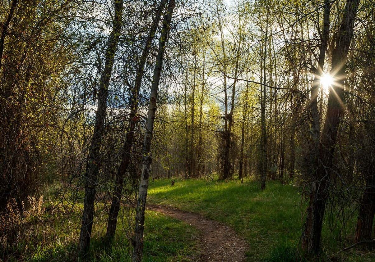 Dirt path through trees